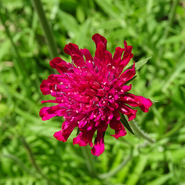 Knautia macedonica (6 stuks)