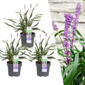 Liriope muscari 'Ingwersen' (3 stuks) grote pot
