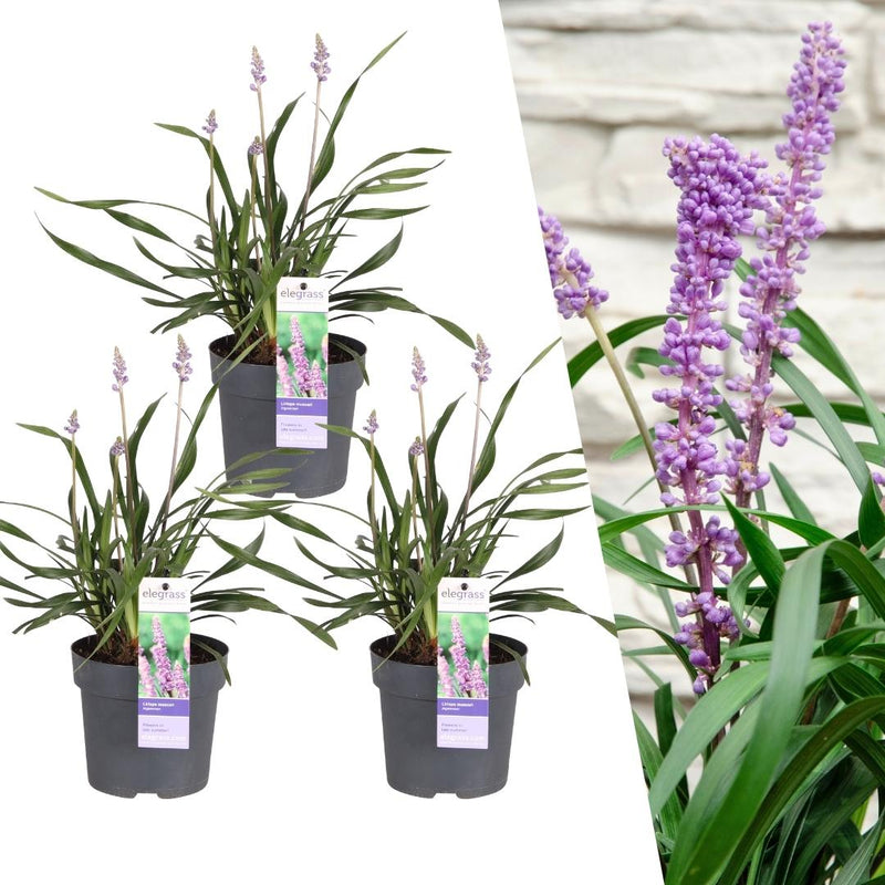 Liriope muscari 'Ingwersen' (3 stuks) grote pot