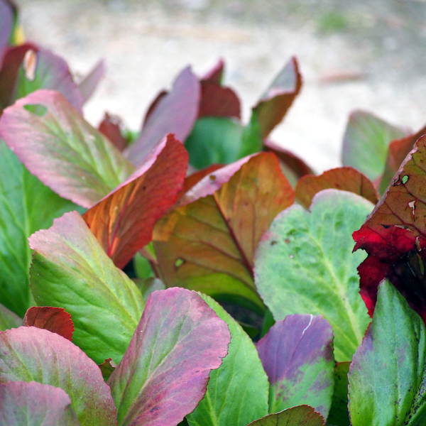 Bergenia cordifolia (6 stuks)