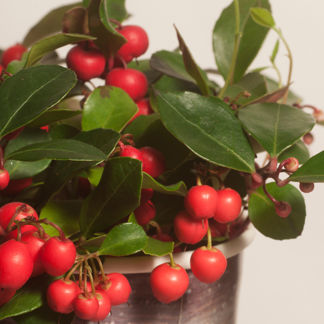 Gaultheria procumbens 'Big Berry' (6 stuks)