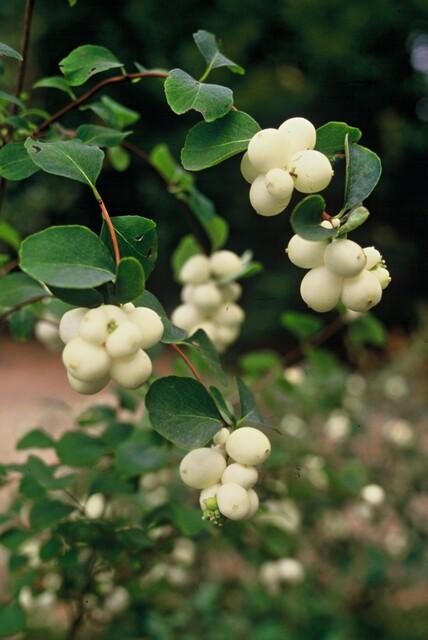 Symphoricarpos chenaultii 'Hancock' (6 stuks)