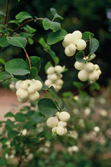 Symphoricarpos chenaultii 'Hancock' (6 stuks)