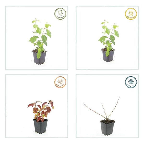 Cornus sanguinea 'Midwinter Fire' (6 stuks)