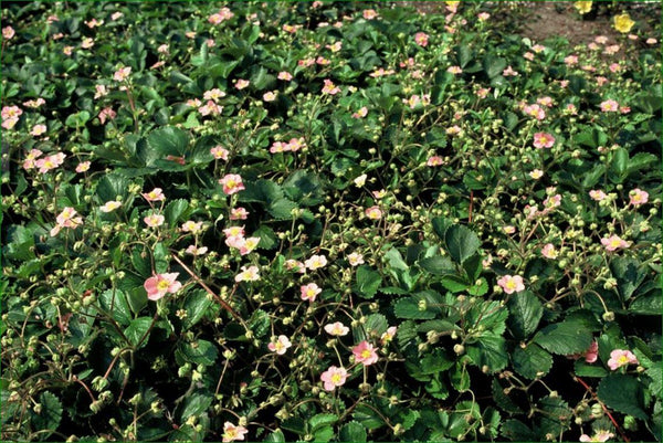 Fragaria vesca (6 stuks)