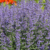 Nepeta 'Grol' (6 stuks)