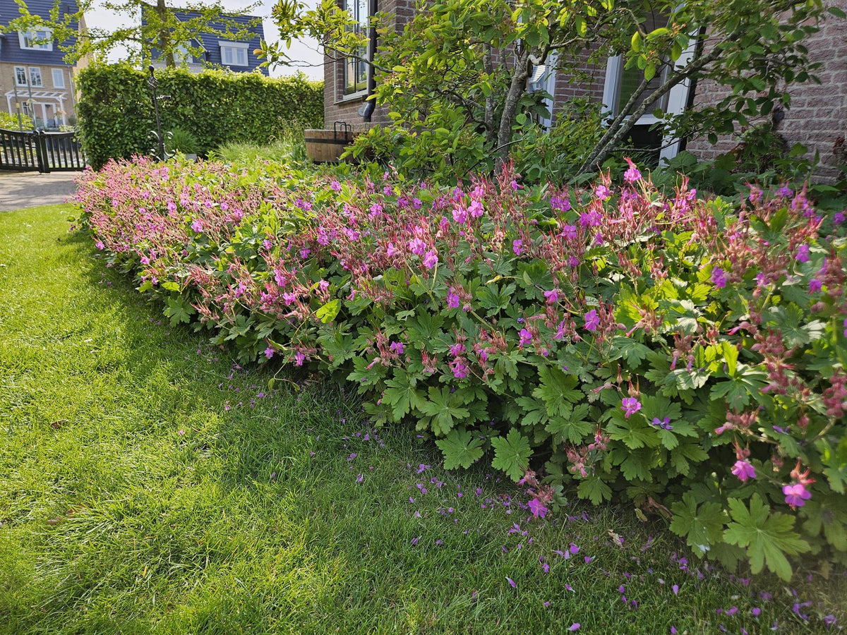 Geranium macrorrhizum (6 stuks)