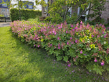 Geranium macrorrhizum (6 stuks)