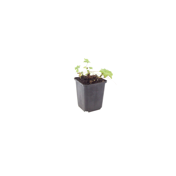 Geranium macrorrhizum 'White Ness' (6 stuks)