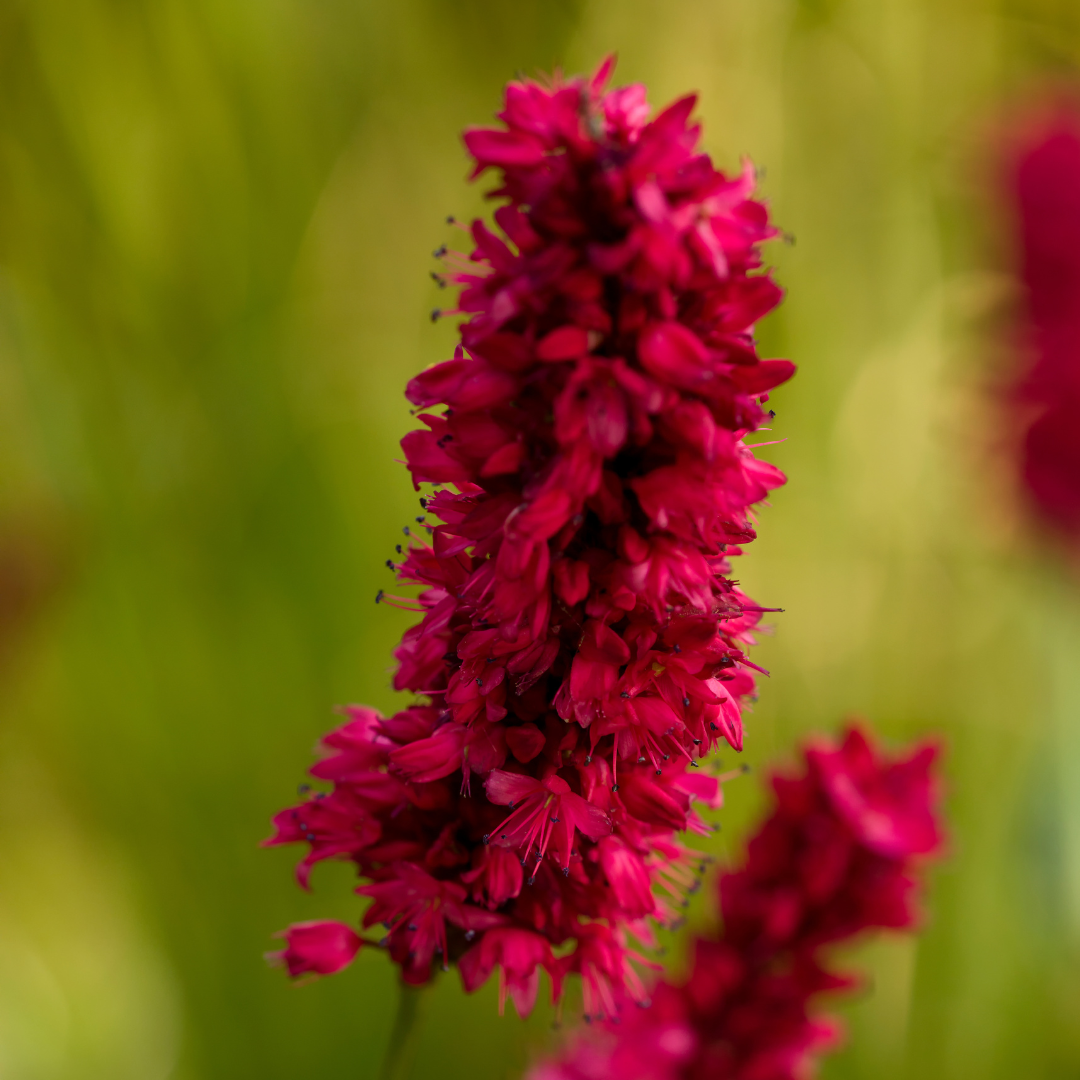 Persicaria amplexicaulis 'Blackfield' (6 stuks)