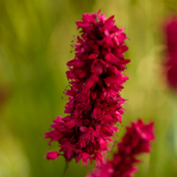Persicaria amplexicaulis 'Blackfield' (6 stuks)