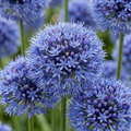 40x Allium Caeruleum - Sierui