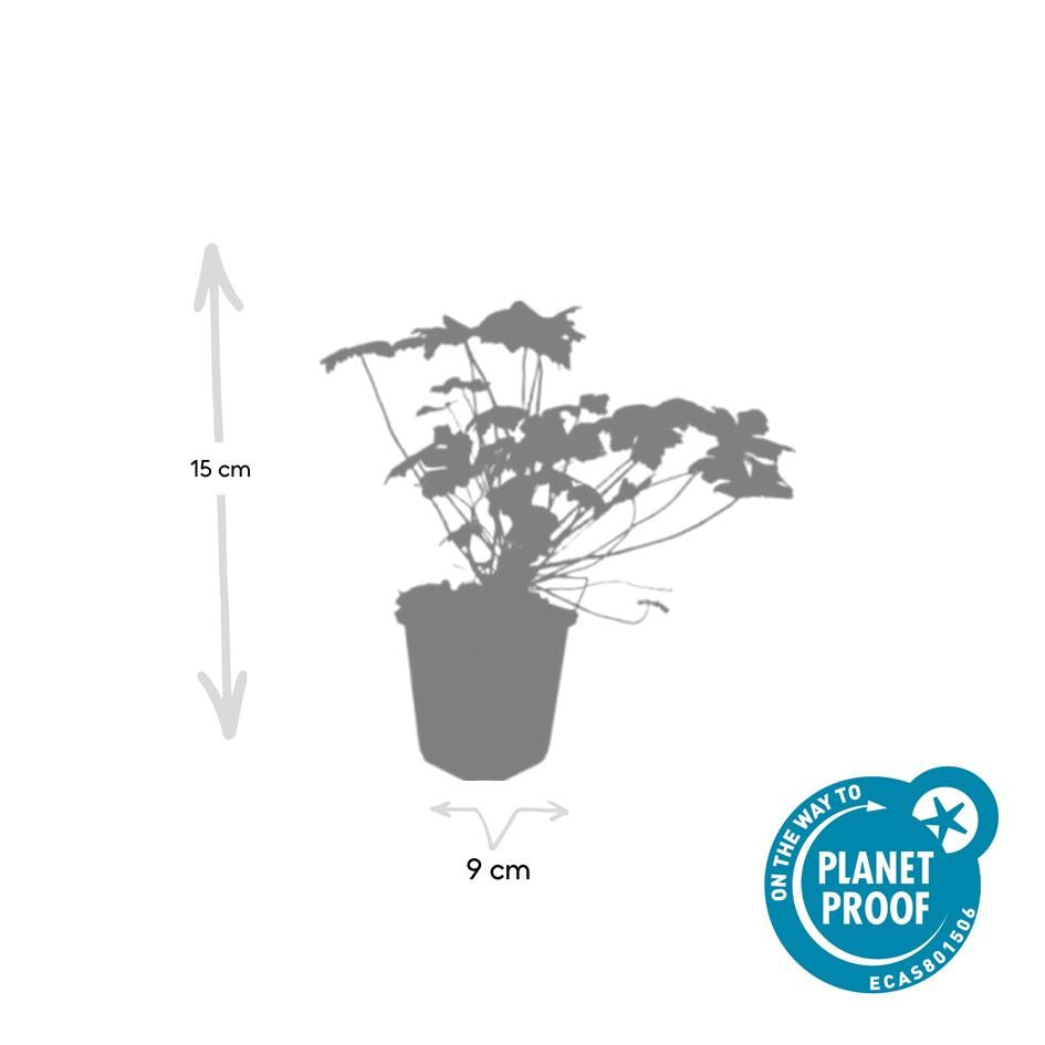 Geranium 'Tiny Monster' (6 stuks)