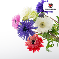 Verpakking — Anemonen dubbel 30 stuks