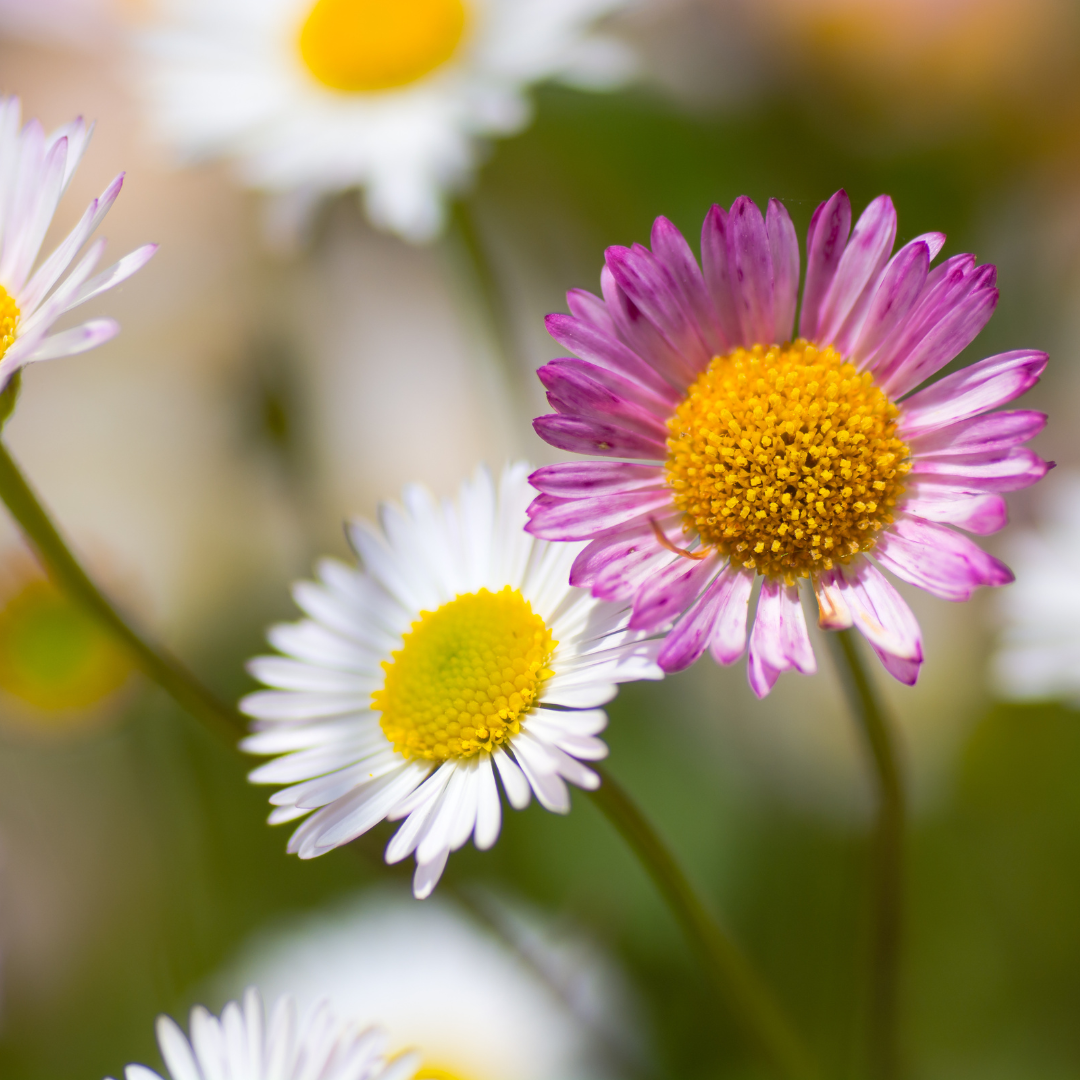Erigeron karvinskianus (6 stuks)