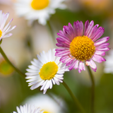 Erigeron karvinskianus (6 stuks)