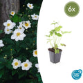 Anemone hybrida 'Honorine Jobert' (6 stuks)