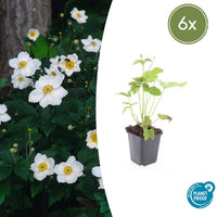 Verpakking — Anemone hybrida 'Honorine Jobert' (6 stuks)