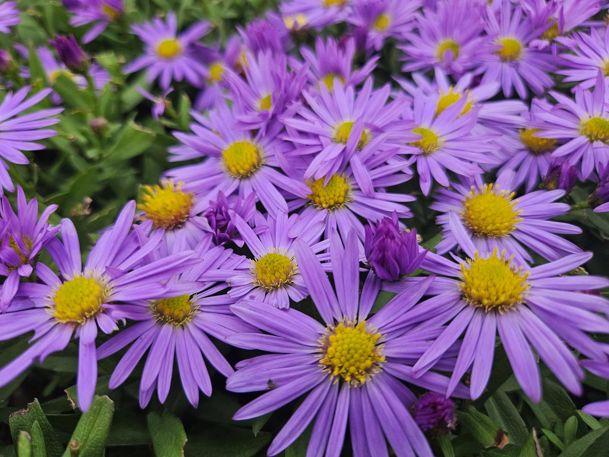 Aster dumosus 'Prof. Anton Kippenberg' (6 stuks)