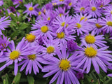Aster dumosus 'Prof. Anton Kippenberg' (6 stuks)