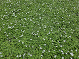Isotoma fluviatilis 'Alba' (6 stuks)