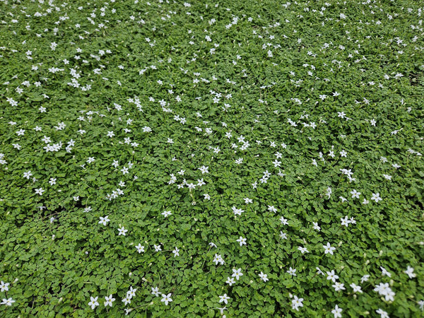 Isotoma fluviatilis 'Alba' (6 stuks)