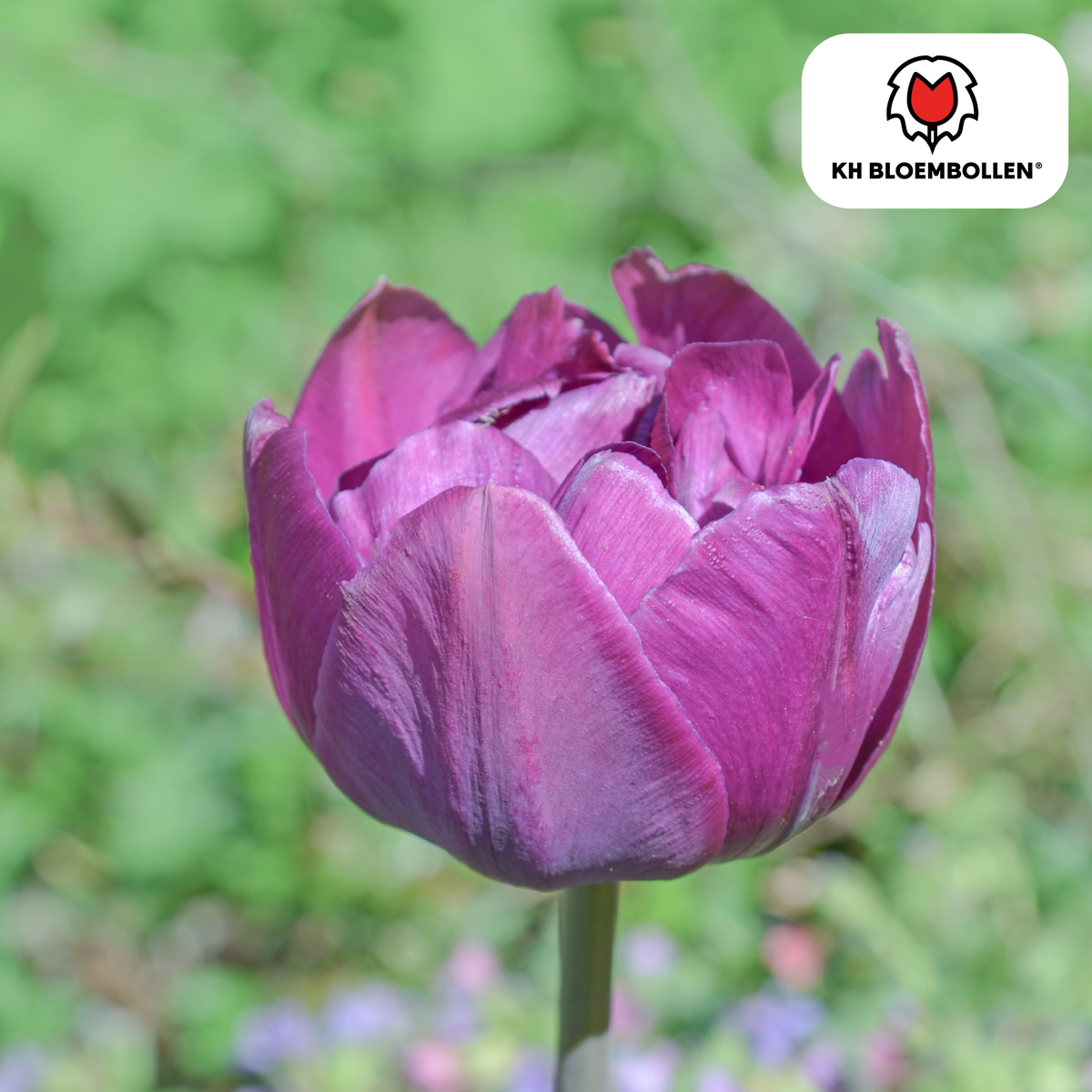 Double Flag tulpenbollen – 20 stuks – maat 11/12