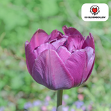 Double Flag tulpenbollen – 20 stuks – maat 11/12