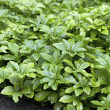 Pachysandra terminalis 'Green Carpet' (6 stuks)