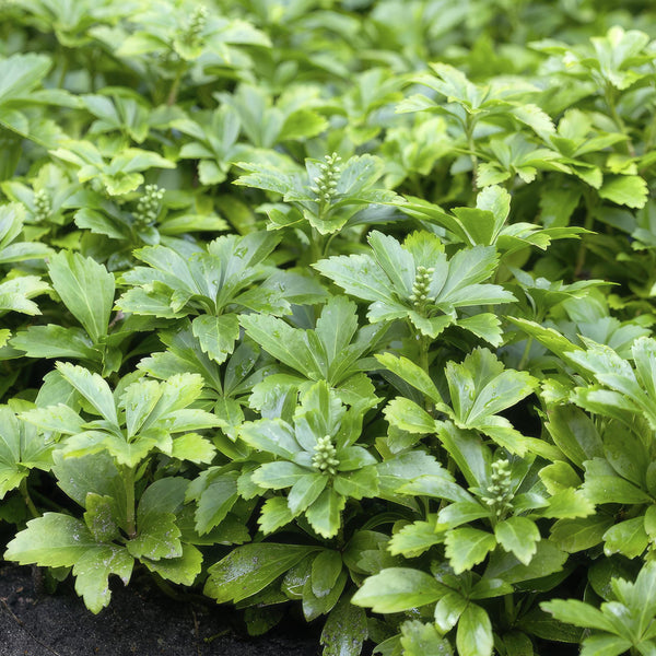 Pachysandra terminalis 'Green Carpet' (6 stuks)