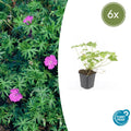 Geranium 'Tiny Monster' (6 stuks)