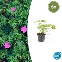 Verpakking — Geranium 'Tiny Monster' (6 stuks)