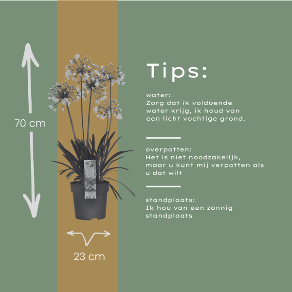 Agapanthus 'Fireworks'  23cm AANBIEDING 20% korting