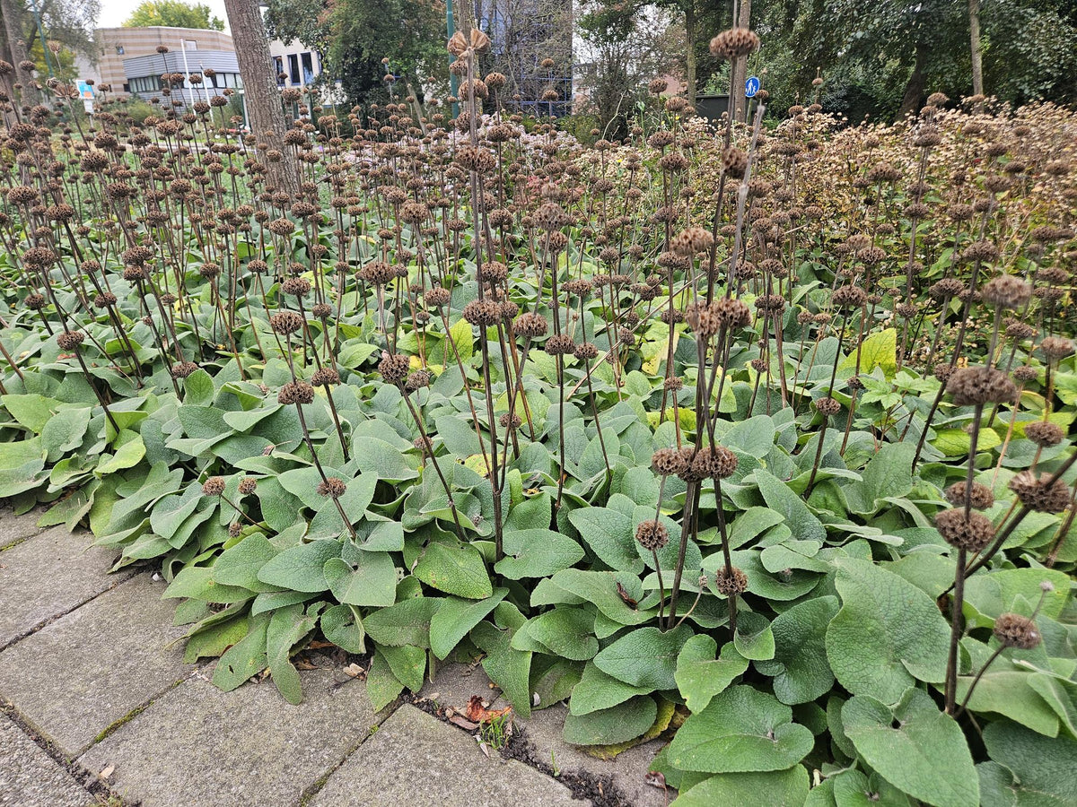 Phlomis russeliana (6 stuks)