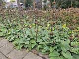 Phlomis russeliana (6 stuks)