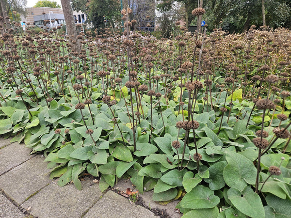 Phlomis russeliana (6 stuks)