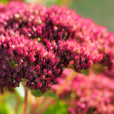 Sedum 'Matrona' (6 stuks)