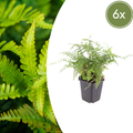 Polystichum setiferum 'Herrenhausen' (6 stuks)
