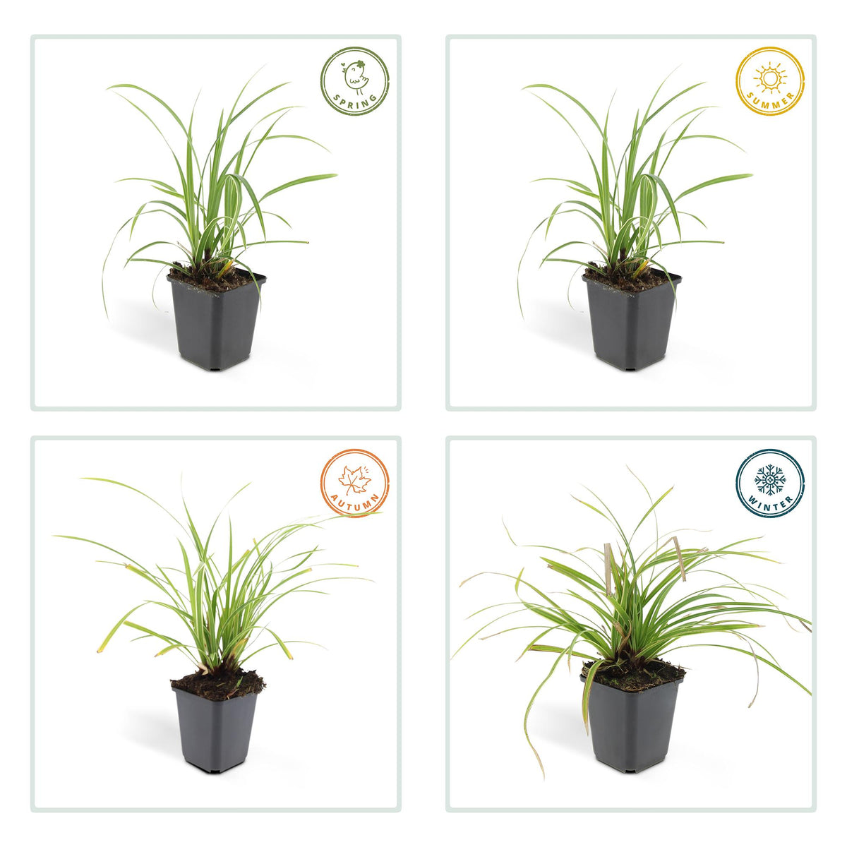 Carex morrowii 'Ice Dance' (6 stuks)