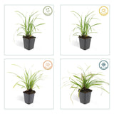 Carex morrowii 'Ice Dance' (6 stuks)