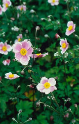 Anemone tomentosa 'Robustissima' (6 stuks)