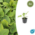 Phlomis russeliana (6 stuks)