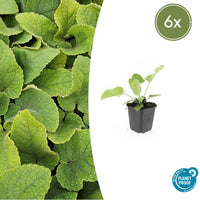 Verpakking — Phlomis russeliana (6 stuks)
