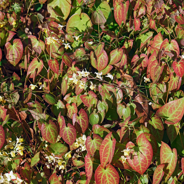 Epimedium youngianum 'Niveum' (6 stuks)