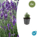 Lavandula angustifolia 'Dwarf Blue' (6 stuks)