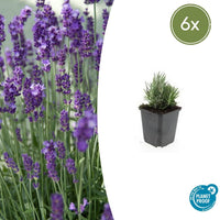 Verpakking — Lavandula angustifolia 'Dwarf Blue' (6 stuks)