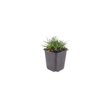 Armeria maritima 'Splendens' (6 stuks)