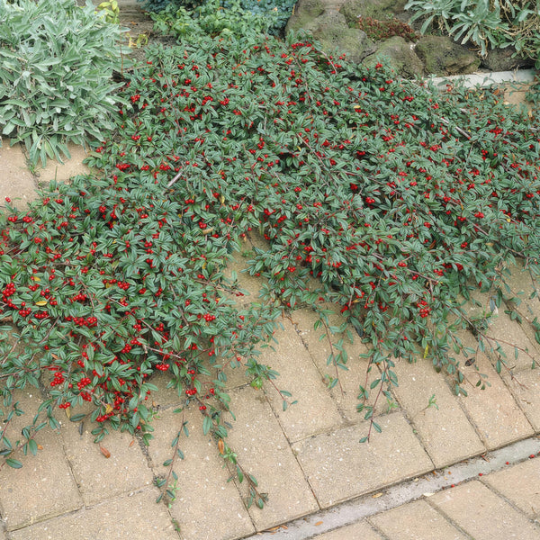 Cotoneaster dammeri 'Major' (6 stuks)