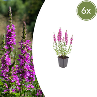 Verpakking — Lythrum salicaria (6 stuks)