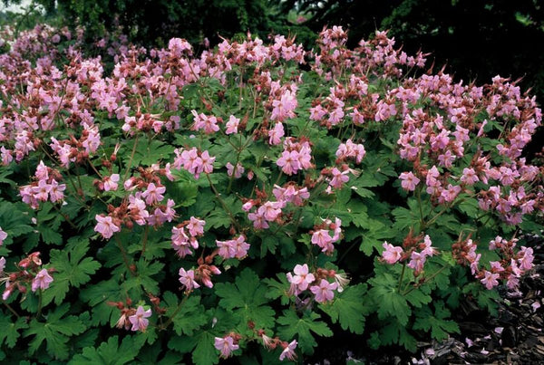 Geranium macrorrhizum 'Ingwersen's Variety' (6 stuks)